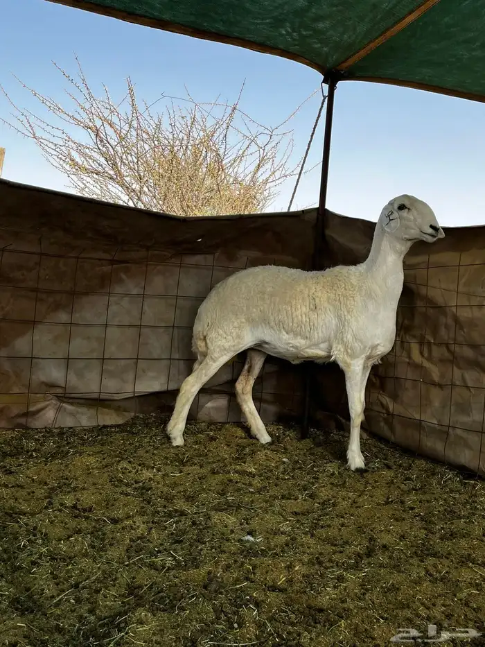 رخل صنف كفو 2