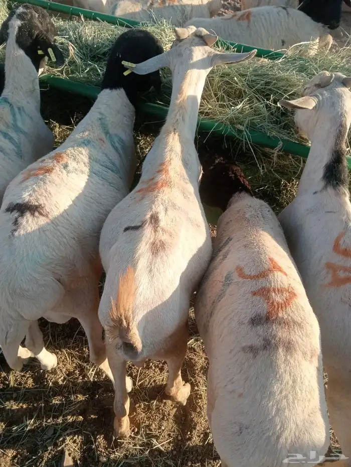 برابر وتيوس صومالية جملة وتفريد 3