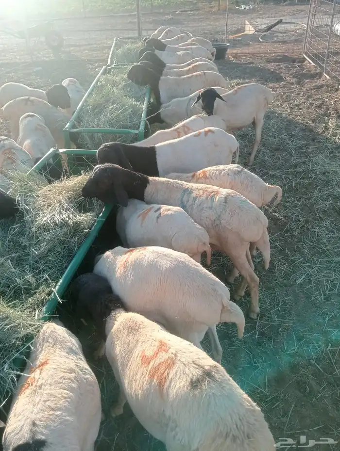 برابر وتيوس صومالية جملة وتفريد 0