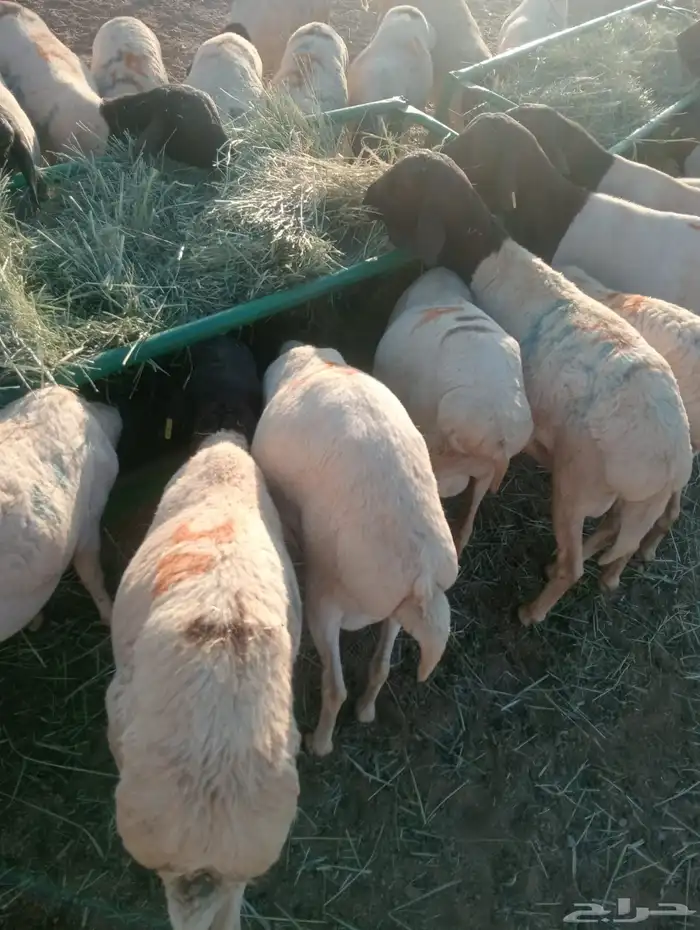 برابر وتيوس صومالية جملة وتفريد 2