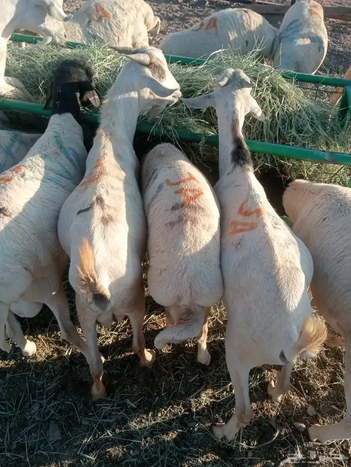 برابر وتيوس صومالية جملة وتفريد 1