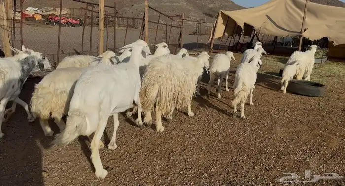 ضان حريات متابيع 2