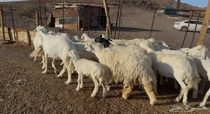 ضان حريات متابيع 3