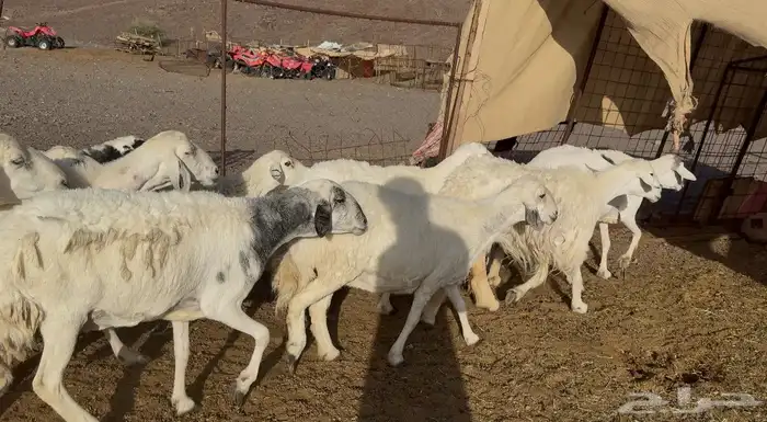 ضان حريات متابيع 0