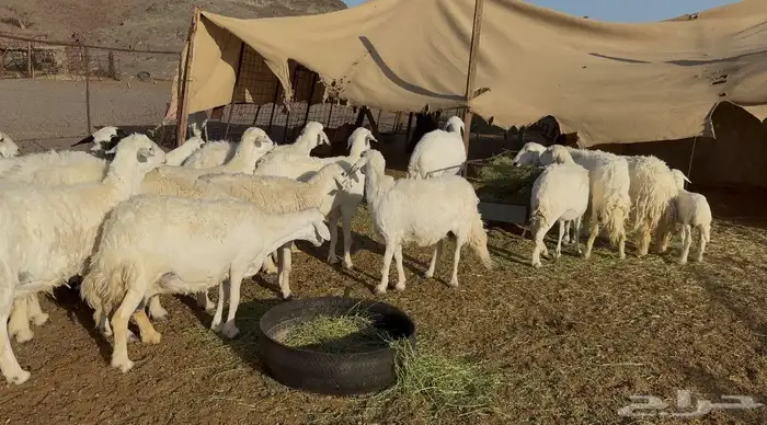 ضان حريات متابيع 6