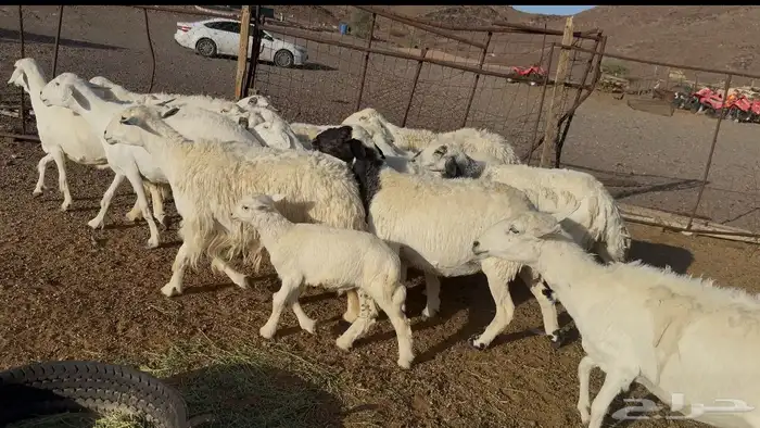 ضان حريات متابيع 4