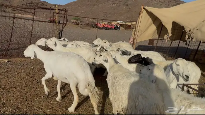 ضان حريات متابيع 5