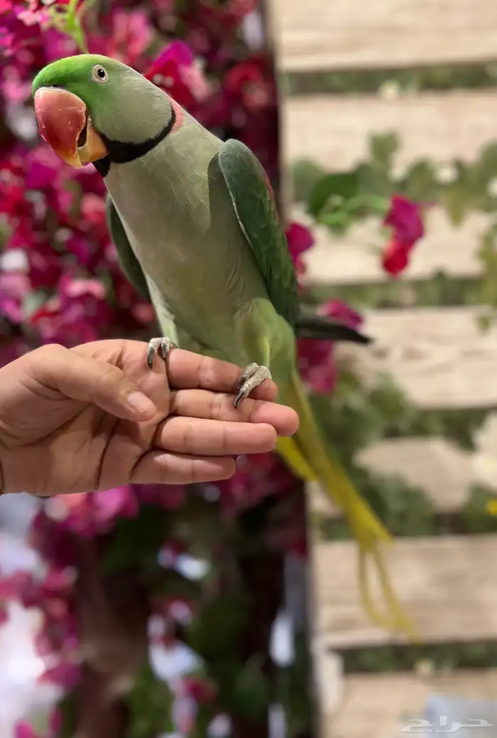 زوج دره نيبالي 2