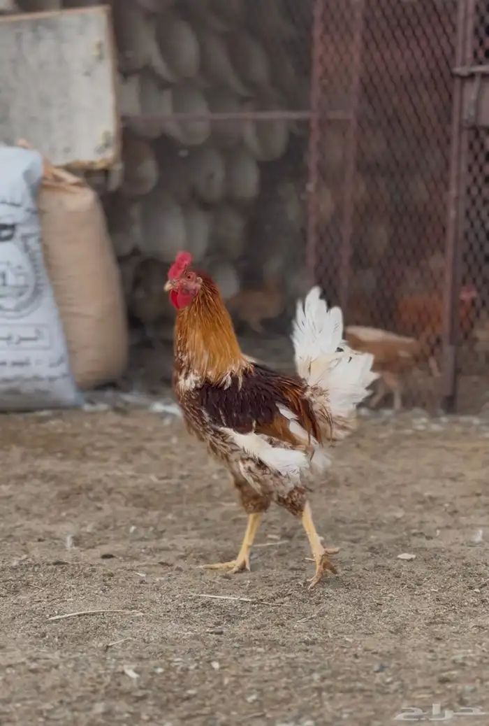 ديك بلدي للبيع 0