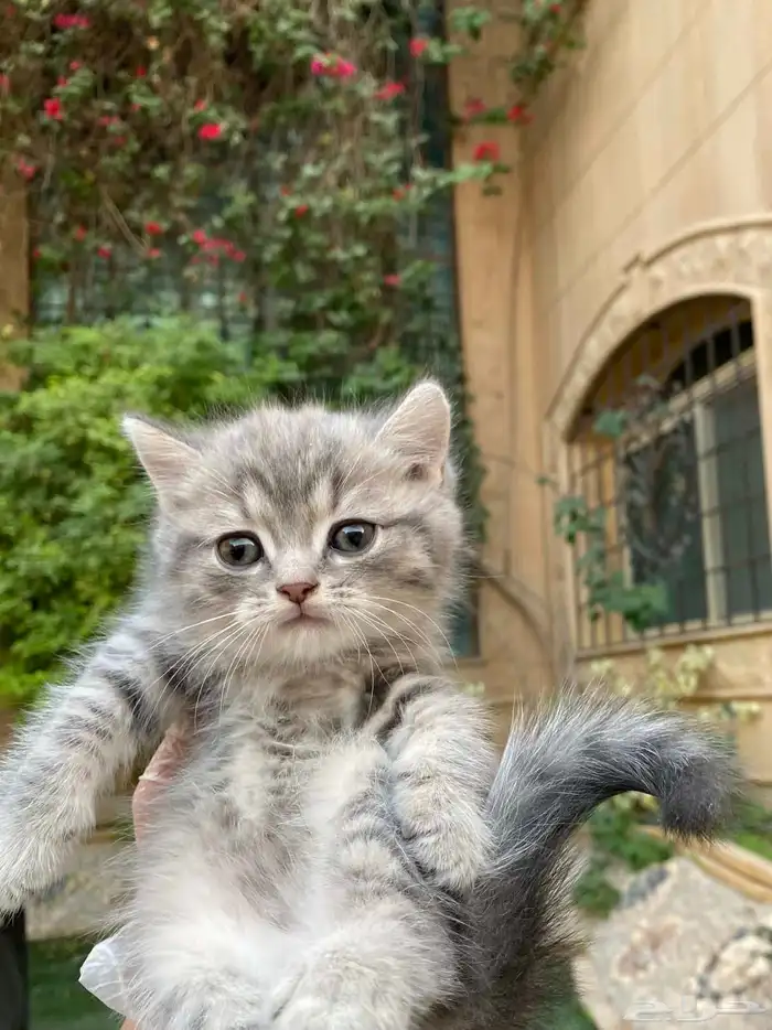 سكوتش فولد مطعمين مدربين للبيع ولايوجد تبني 17