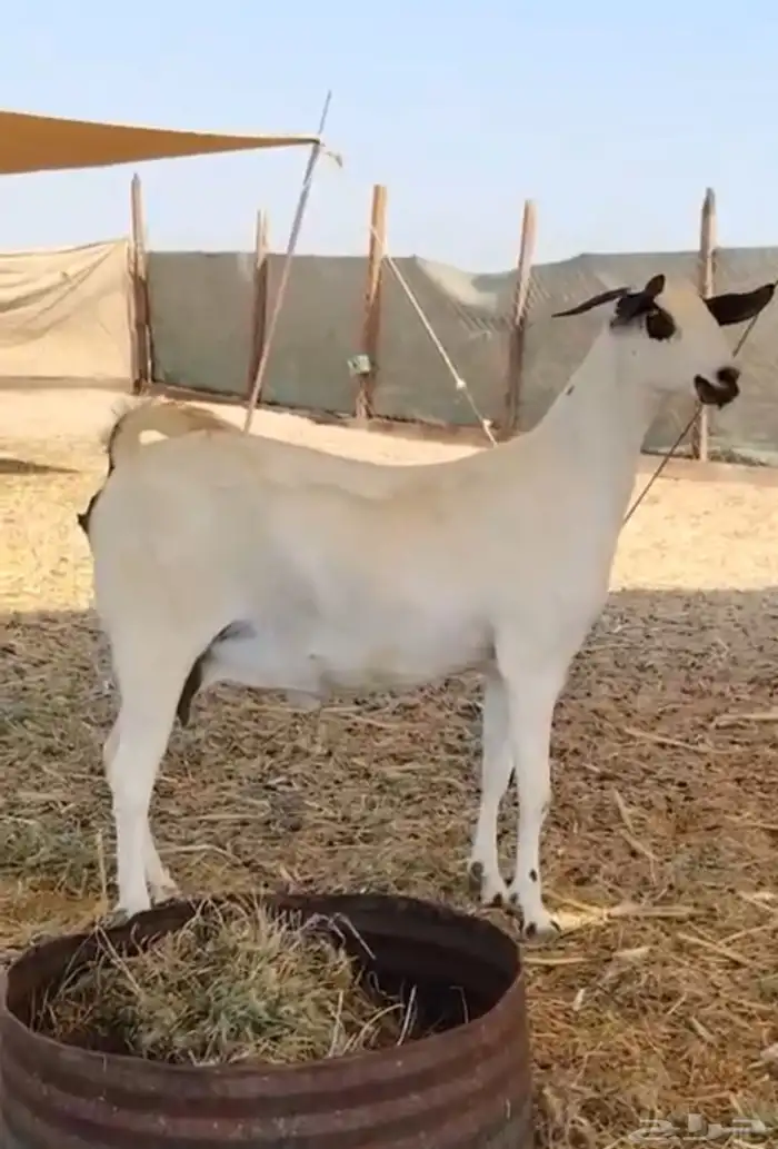 بيع وشراء نوادر الماعز البيشي 5