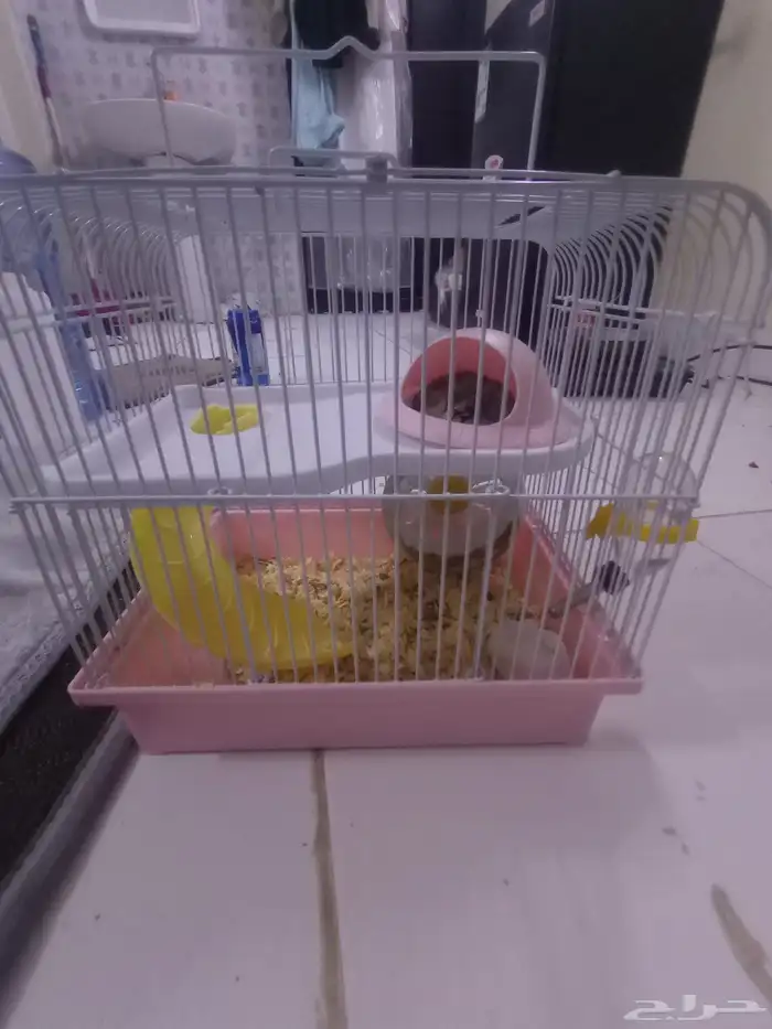 متوفر هامستر مع القفص و عصفور معا القفص للبيع 3