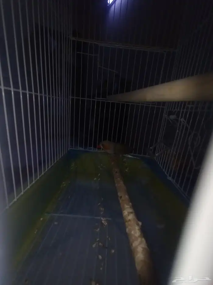 متوفر هامستر مع القفص و عصفور معا القفص للبيع 0