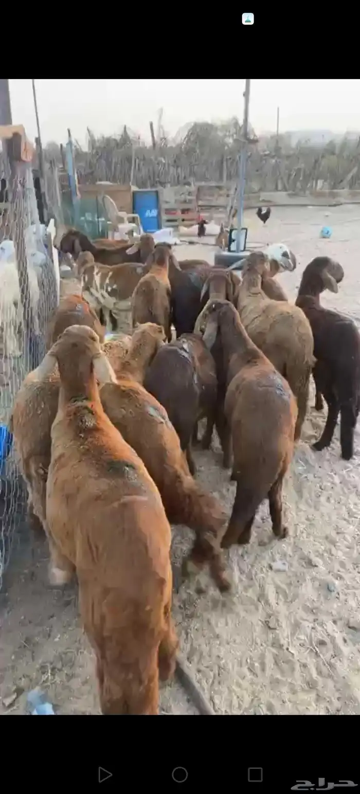 سواكن حمري مرباه 0