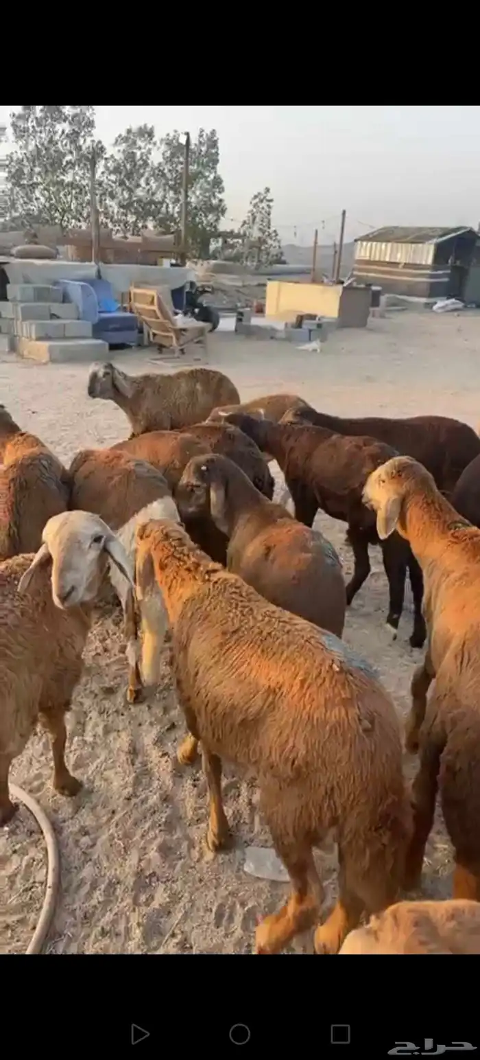 سواكن حمري مرباه 3