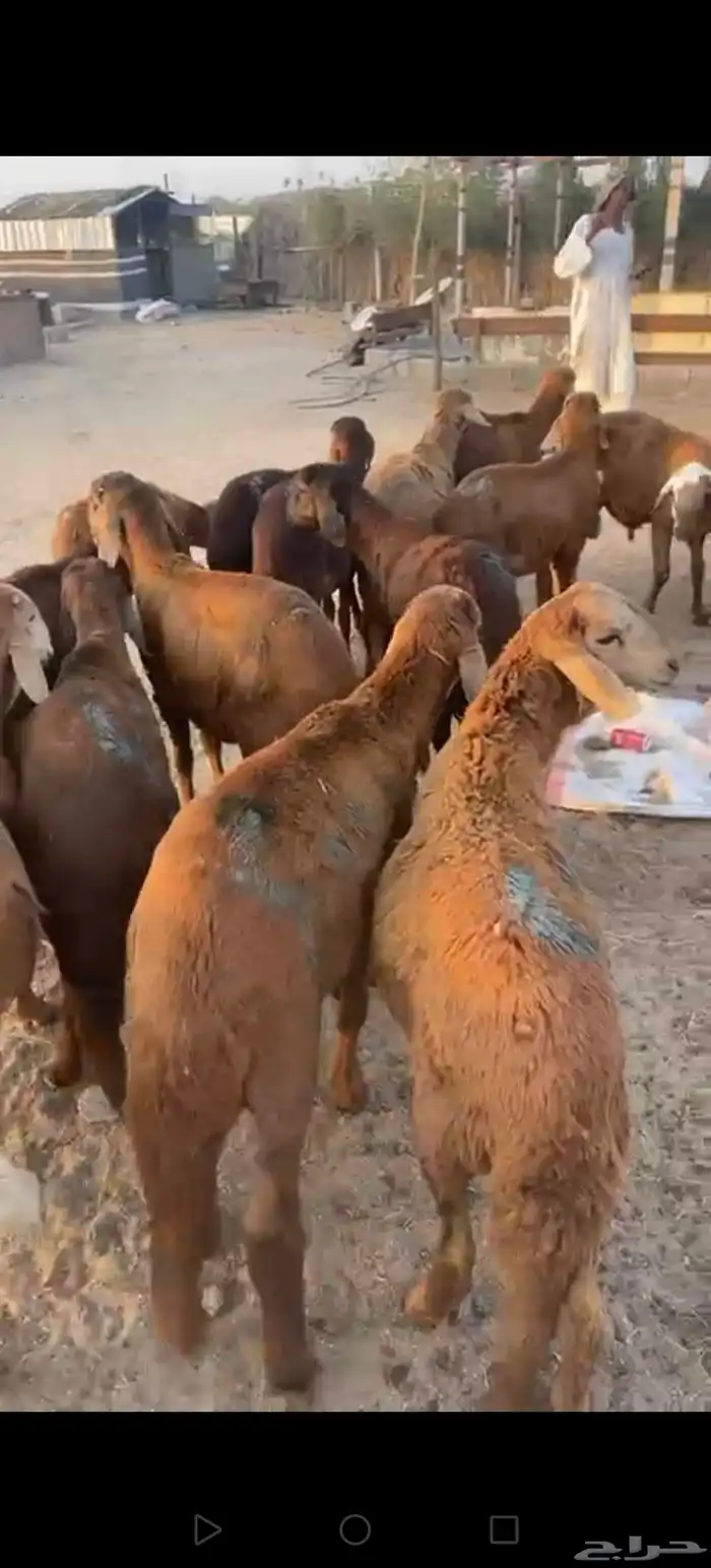 سواكن حمري مرباه 4