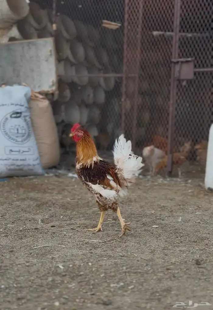 ديك بلدي للبيع 3