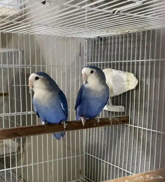 زوج روز محلل DNA 0