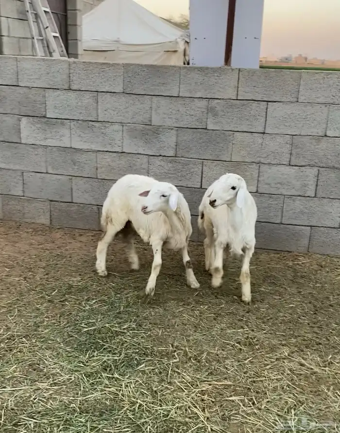 للبيع خرفان هرافي اعمار 4 شهور سمان 4