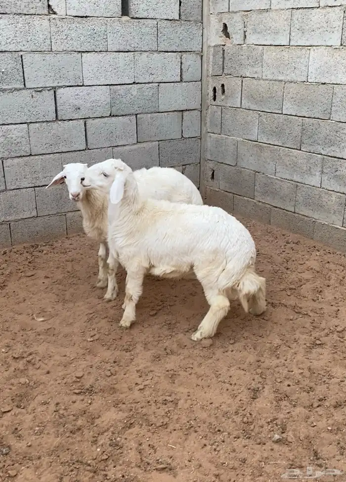 للبيع خرفان هرافي اعمار 4 شهور سمان 2