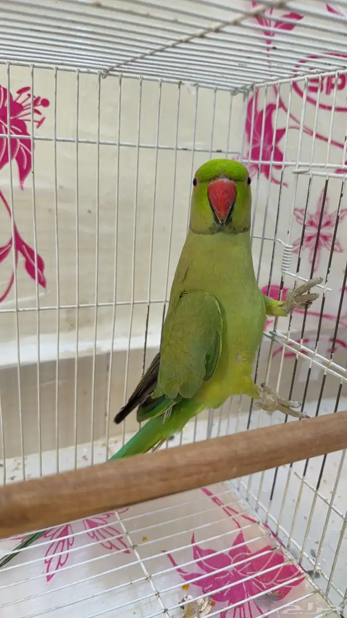 ذكر دره للبيع 1