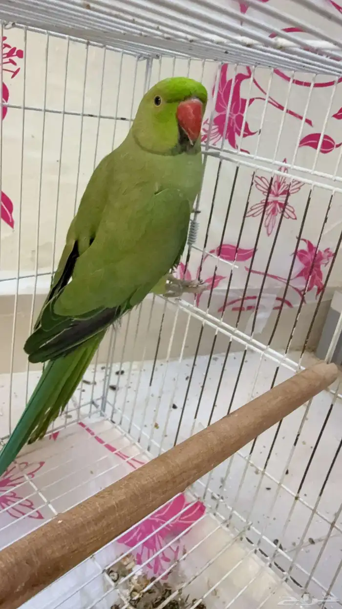 ذكر دره للبيع 2