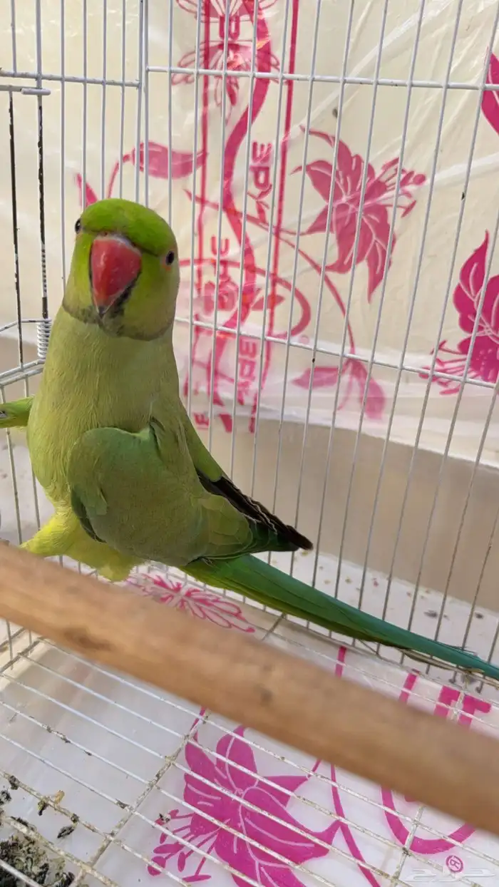 ذكر دره للبيع 0