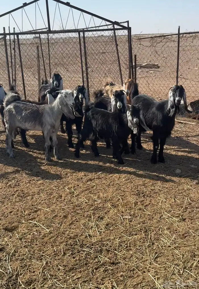 للبيع جفرات طيبه 2