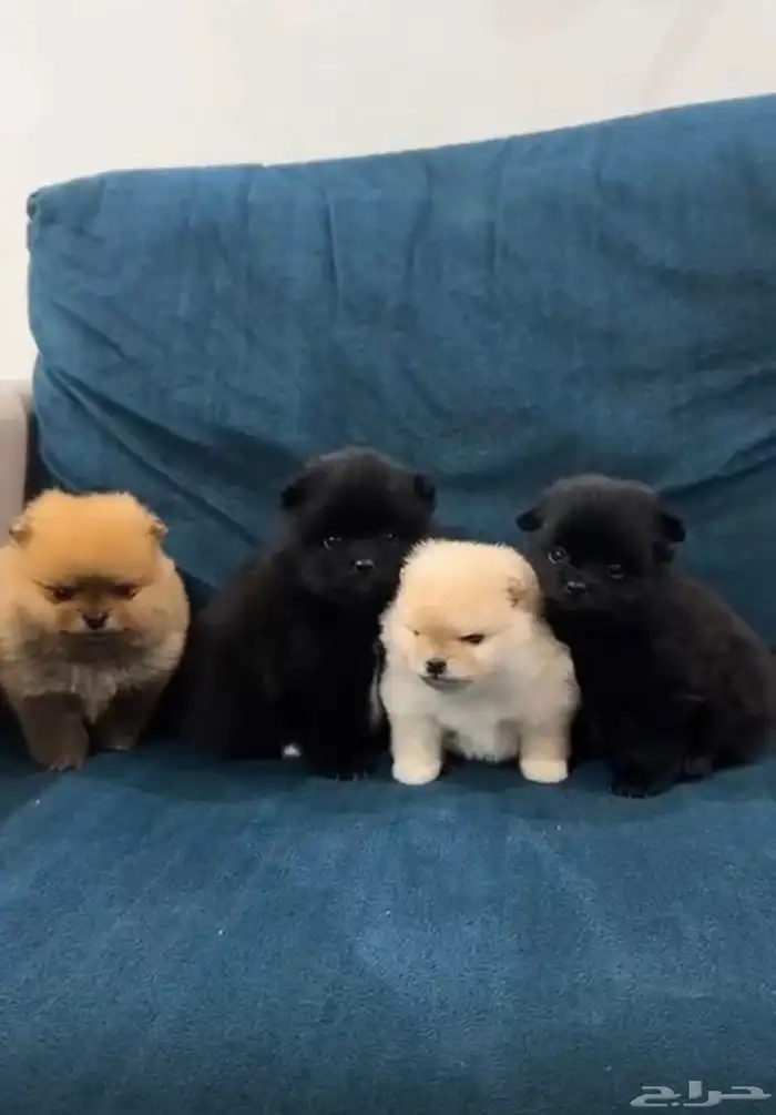 كلاب بومارينيان 0