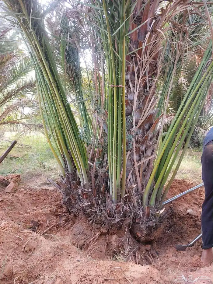 جميع أنواع النخيل 16