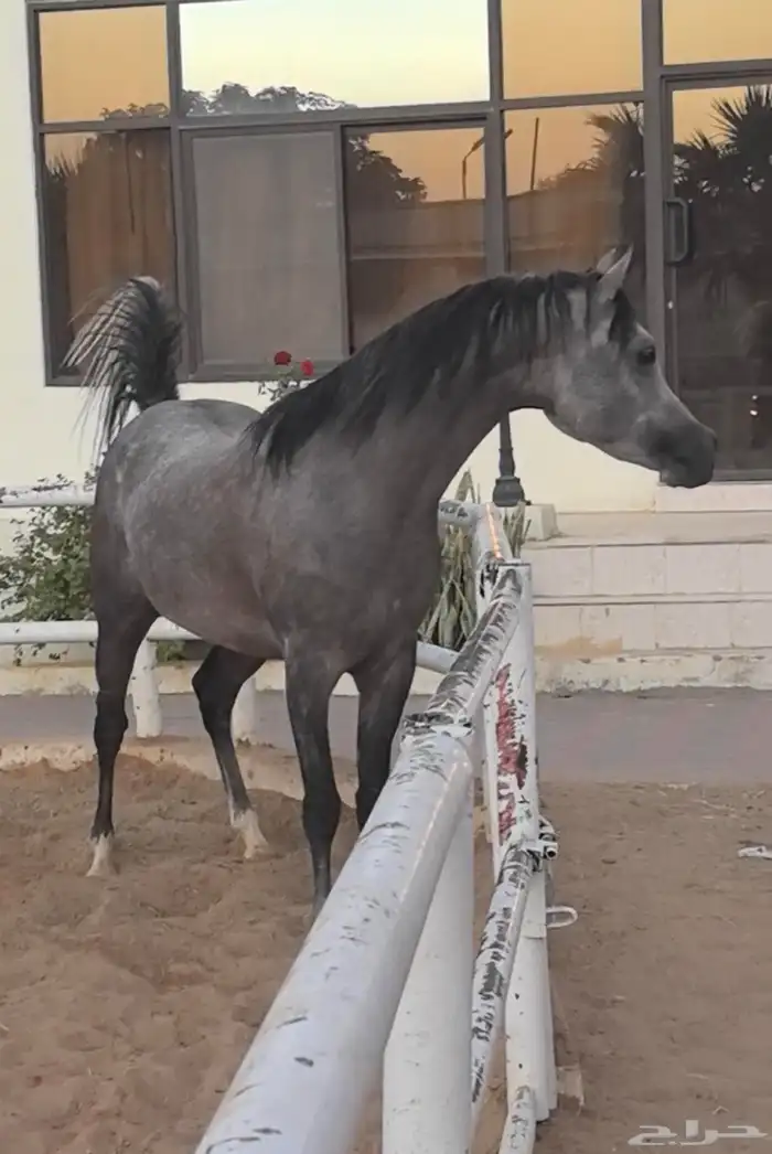 حصان واهو ابن ابطال 8