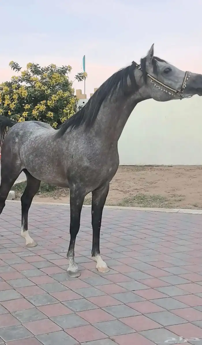 حصان واهو ابن ابطال 5