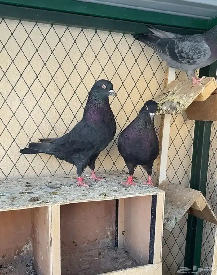 قطايف معاريف 0