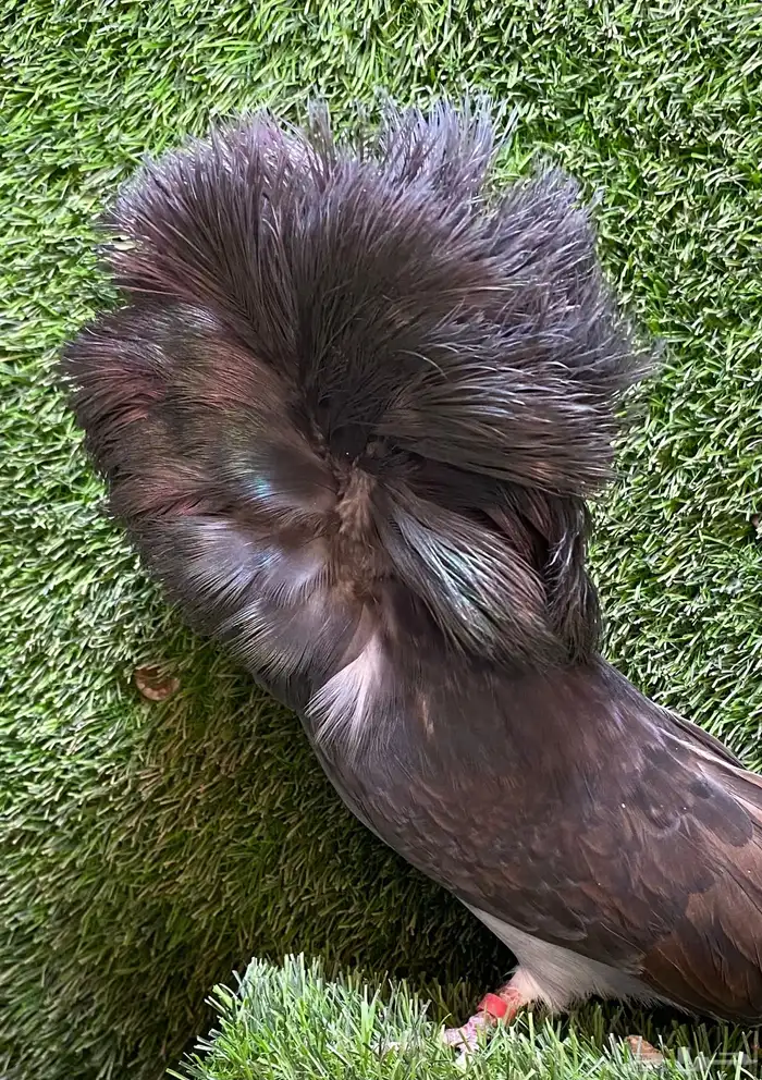 جوز جاكوبين للبيع 12