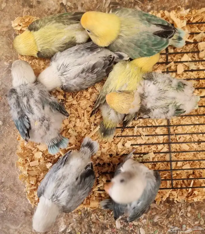 فروخ فيشر طفرات و ألوان مميزة لمحبي التميز 3