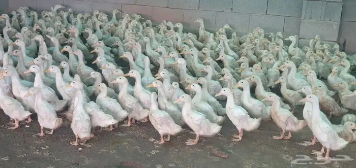 السلام عليك ورحمه الله وبركاته مساء الخير يوجد لدينا بط بك 2