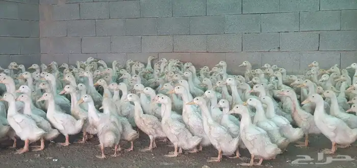 السلام عليك ورحمه الله وبركاته مساء الخير يوجد لدينا بط بك 1