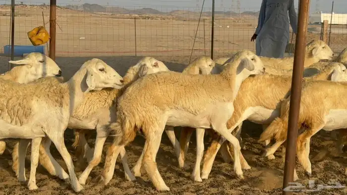 اعرض لكم يوم عرض مميز لمحبيين الحريات الحرش درجة اولى رخا 33 7