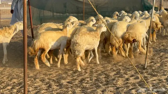 اعرض لكم يوم عرض مميز لمحبيين الحريات الحرش درجة اولى رخا 33 8