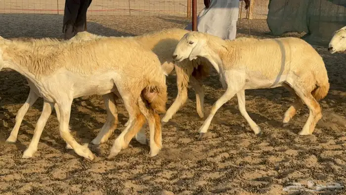 اعرض لكم يوم عرض مميز لمحبيين الحريات الحرش درجة اولى رخا 33 1