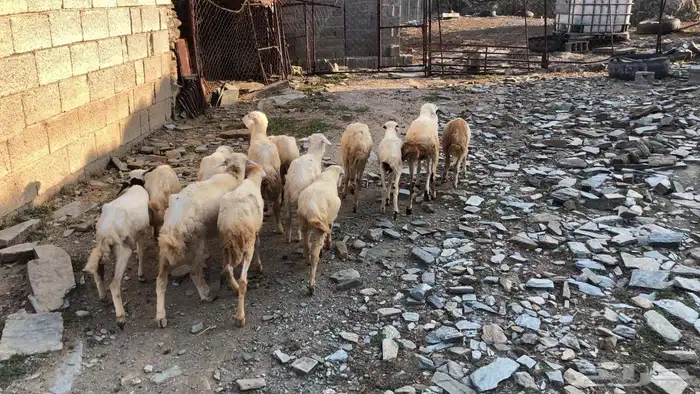 رخال رفيديه 3