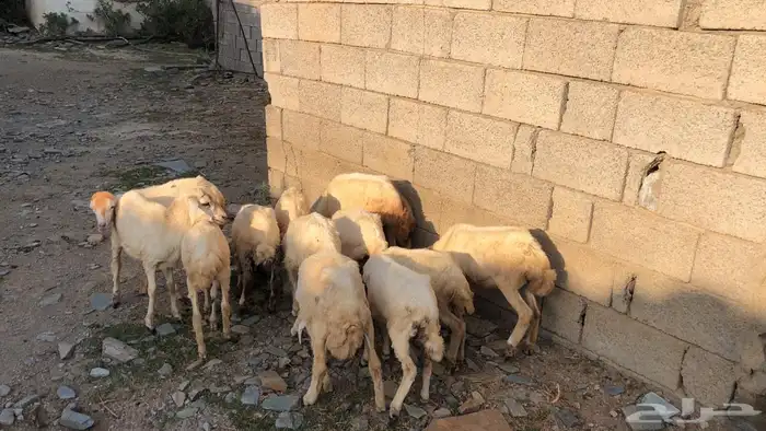 رخال رفيديه 2