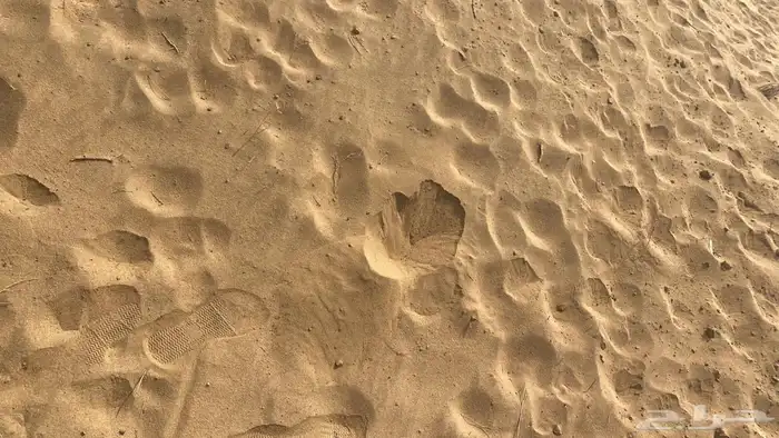 توريد جميع أنواع المواد الردميات عدسية و سنبيص و رمل 10