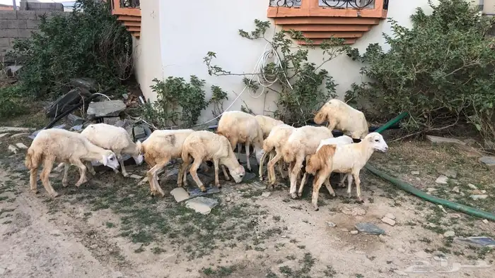 رخال رفيديه 0