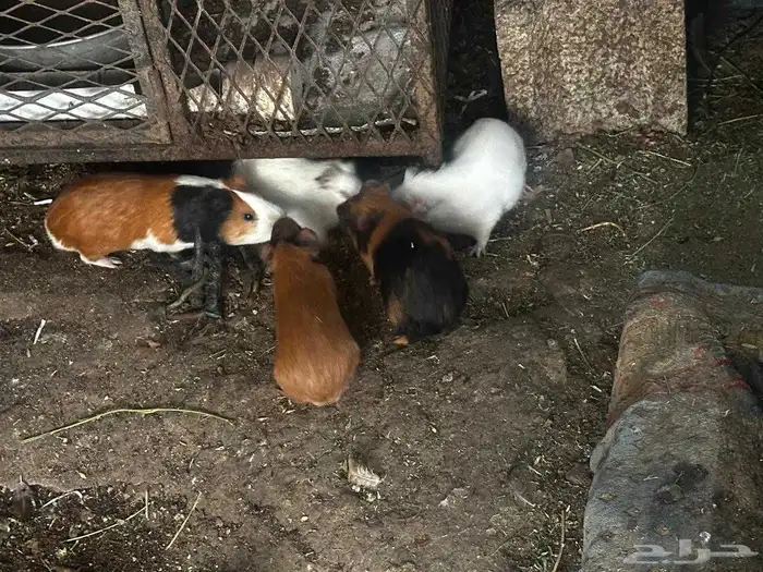 على السوم العدد حول 25 و في تفريد 6