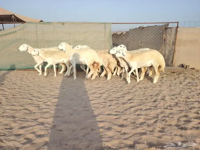 غنم حريات رخال جدعات 8