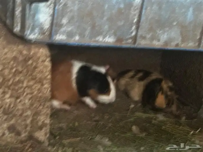 على السوم العدد حول 25 و في تفريد 8