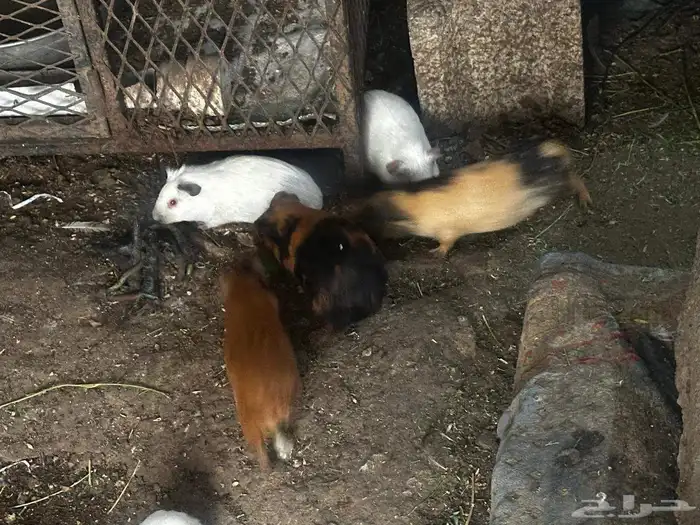 على السوم العدد حول 25 و في تفريد 1