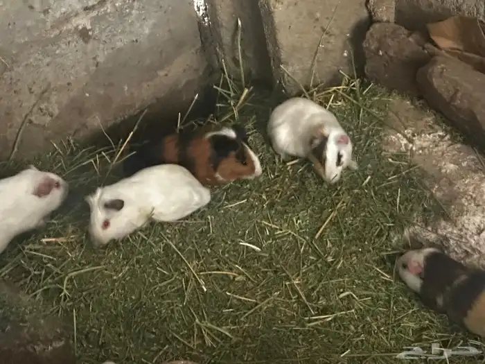 على السوم العدد حول 25 و في تفريد 7