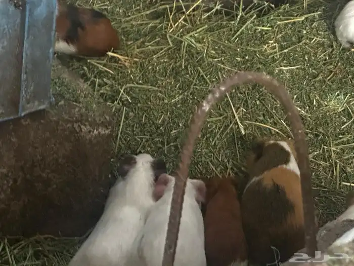 على السوم العدد حول 25 و في تفريد 4